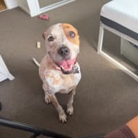 Photo of Kahlua *$250 Adoption Fee*