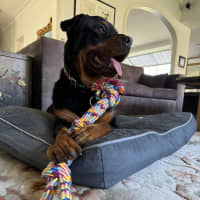 Photo of Nala 