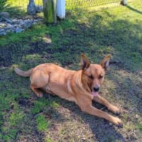 Photo of Scarlet 