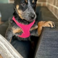 Photo of Jess (Blue)