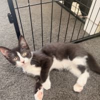 Photo of Dusky Meet Me@Petstock Mornington Store