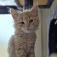 Photo of Gingie Bread