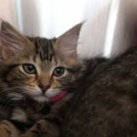 Photo of Marshmallow