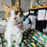 Photo of Gingie   Located In Cremorne