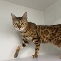 Photo of Catphrodite