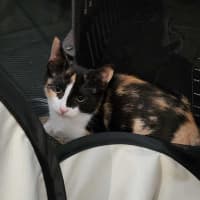 Photo of Nova