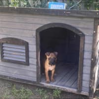 Photo of Prince (P5)