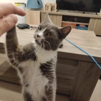 Photo of Muffin