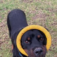 Photo of Duke