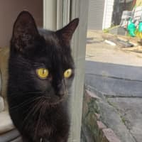 Photo of Winston   13 Year Old Domestic Short Hair