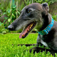 Photo of Jenny, They Greyhound