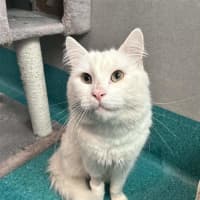 Photo of Captain