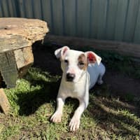 Photo of Penny