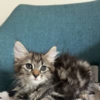 Photo of Willow   Available 18/1