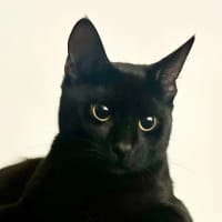 Photo of Rex