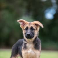 Photo of Lotte