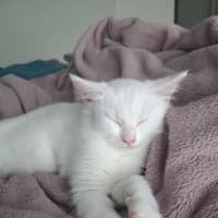 Photo of Chantilly (Was Sprinkles)