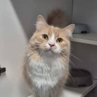 Photo of Marshmallow