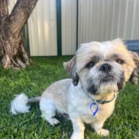 Photo of Harry   2 Year Old Maltese X Shih Tzu