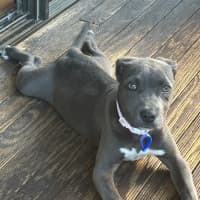 Photo of Rosie   5 Month Old American Staffy X