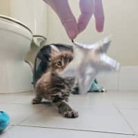 Photo of Rosa (Maisy)