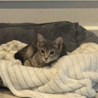 Photo of Silver Mist Meet Me@Petstock Mornington Nepean Hwy