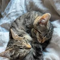 Photo of Bran Meet Me@Petstock Keysborough 