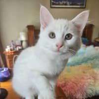 Photo of Thistle