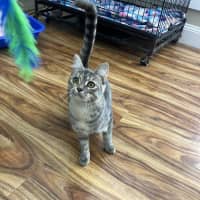 Photo of Rose   Now Available At Pe Tquarters Rutherford