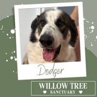 Photo of Dodger