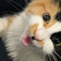 Photo of Cookie 