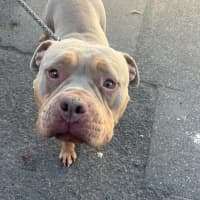 Photo of Nala