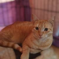 Photo of Buttercup