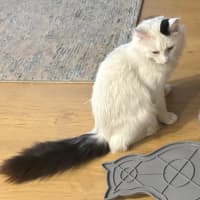 Photo of Chester