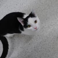 Photo of Jett