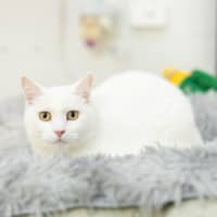 Photo of Biscuit