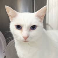 Photo of Mr Tony Now Tofu