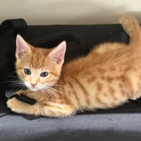 Photo of Dexter