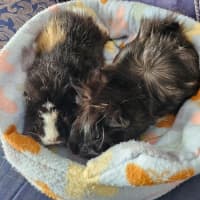 Photo of Fluffy Butt & Boji