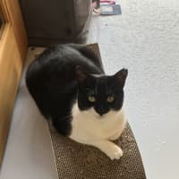 Photo of Cleopatra