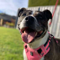 Photo of 🌷 Bonnie 5211 🌷