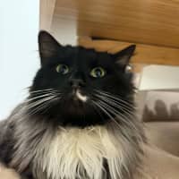 Photo of Radagast   In Foster Care In South Yarra