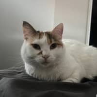 Photo of Bella   Located In Windsor