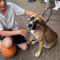 Photo of Stella   1.5 Year Old Staffy X Mastiff (On Trial)