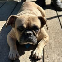 Photo of Josie