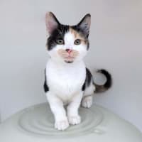 Photo of Tilly