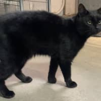 Photo of Liquorice