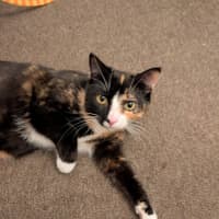 Photo of Jiji