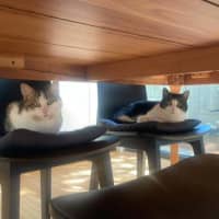 Photo of Miso   In Foster Care In Macleod