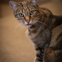 Photo of Felicity